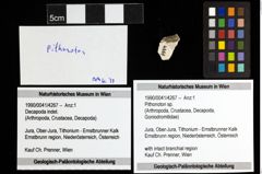 Foto (Objekt + Etiketten) von Pithonoton sp. 